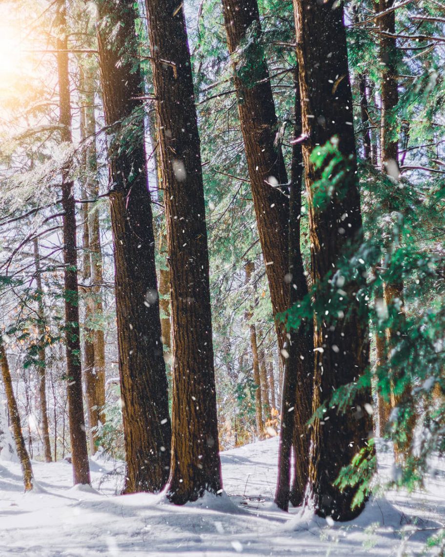 Isaiah's woods