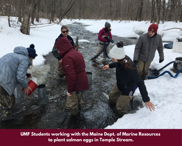 Fieldwork Planting Salmon Eggs in Temple Stream