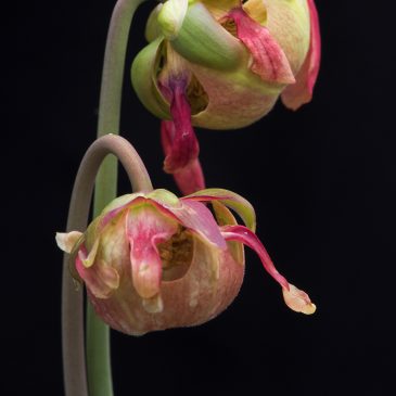 color image Fred Dearnley, Untitled