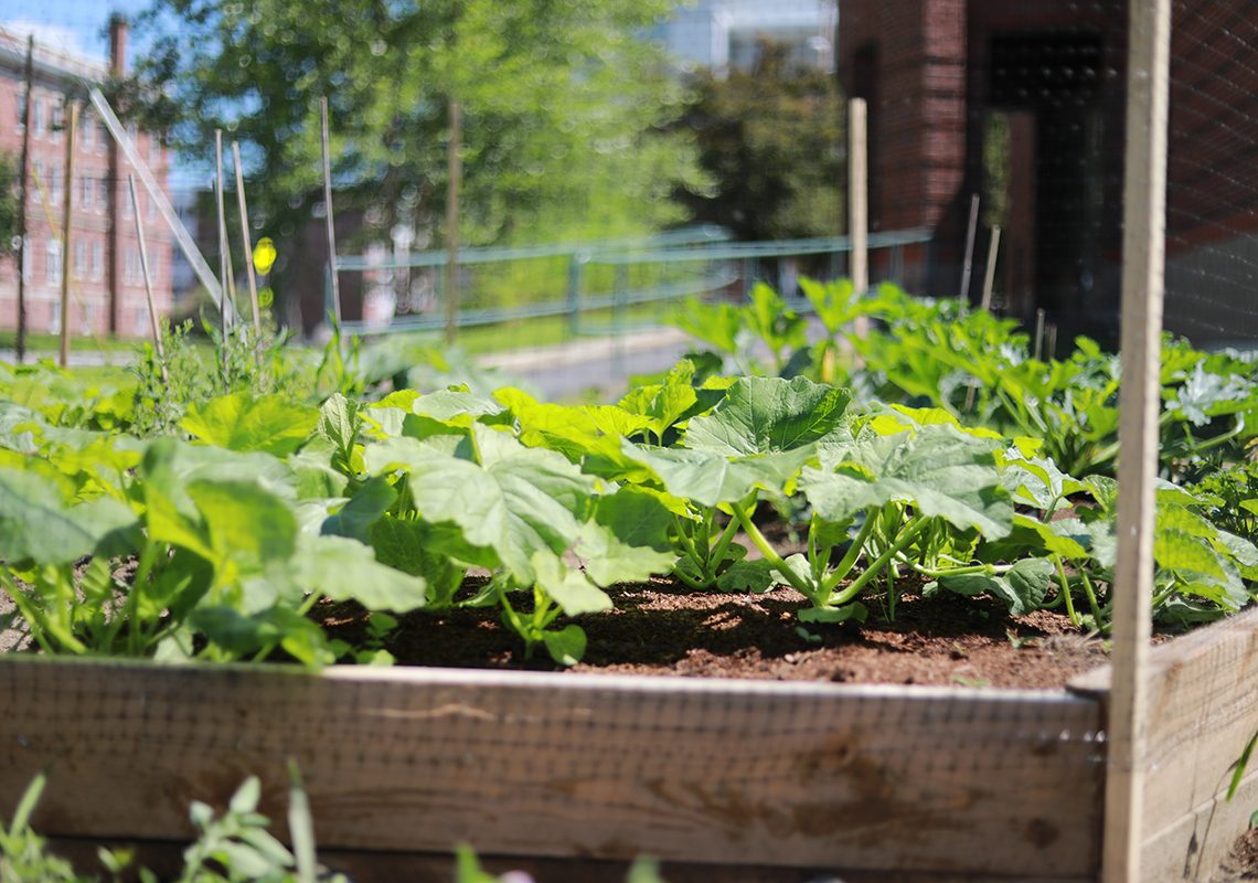 The UMF Community garden features student-designed raised beds growing a variety of vegetables and herbs