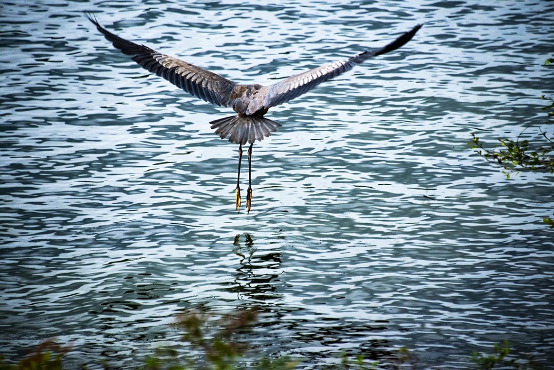 The One Who Flew Away by Ann Arbor